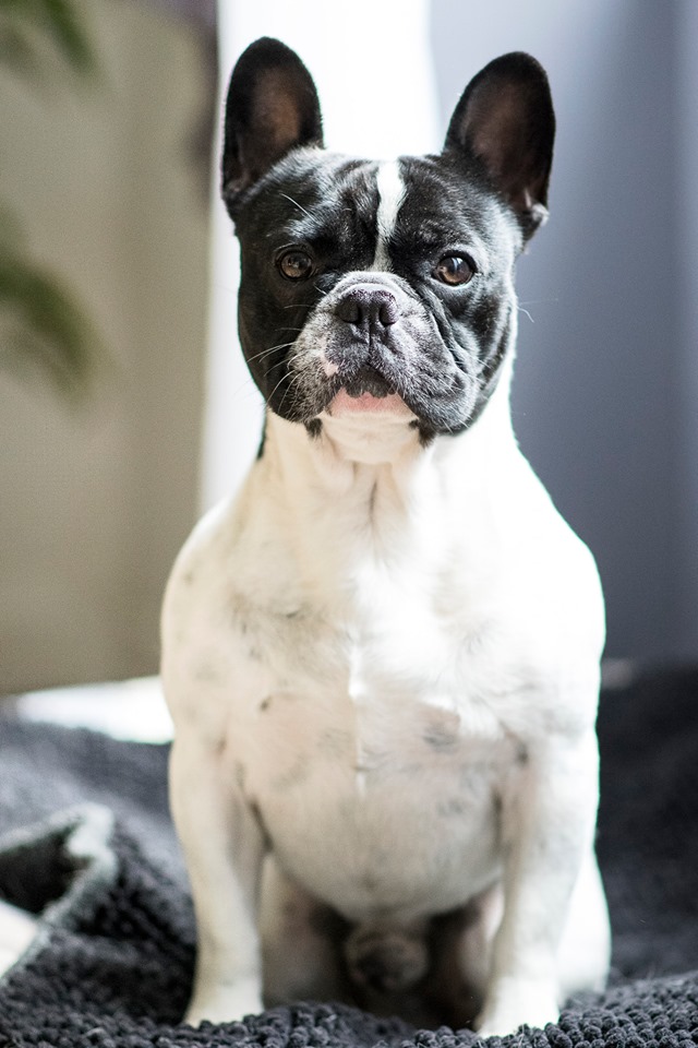 Educateur Canin Morris Educateur Canin Morris